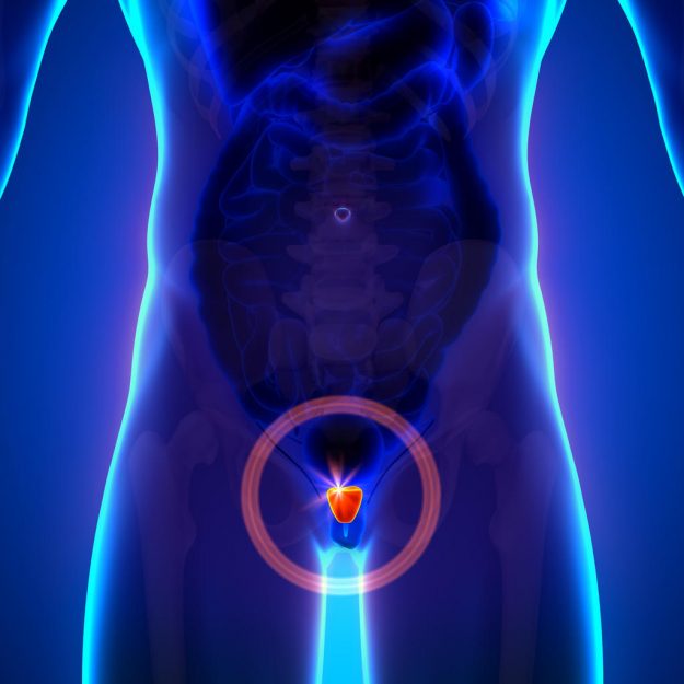 Prostate – Male anatomy of human organs – x-ray view